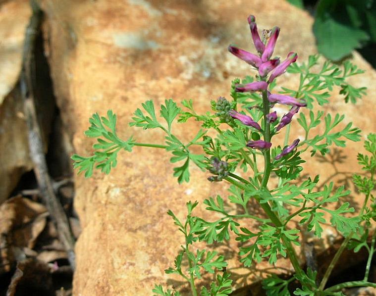 Fumaria officinalis / Fumaria comune